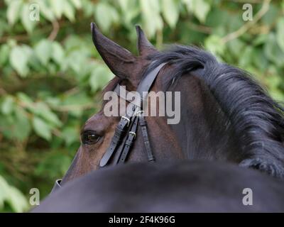 Un primo piano di un cavallo di baia in una briglia. Foto Stock
