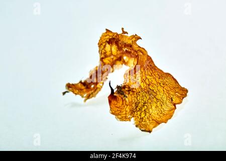 primo piano di una foglia essiccata gialla Foto Stock
