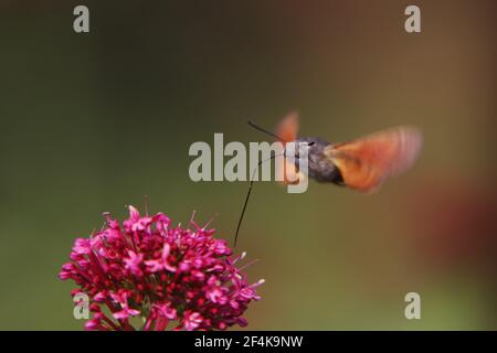 Hummingbird Hawkmoth - alimentazione su Valerian FlowerMacroglossum stellatarum Essex, UK IN000979 Foto Stock