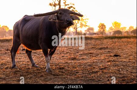 Palude bufalo in un campo di riso raccolto in Thailandia. Buffalo stand presso la fattoria di riso al mattino con la luce del sole. Bufali d'acqua domestici nel sud-est asiatico Foto Stock
