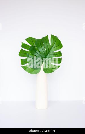 Monstera deliziosa o caseificio svizzero in vaso Foto Stock