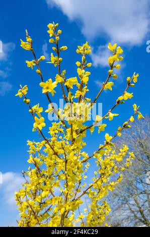 Guardando in su i fiori gialli della forsizia contro un cielo blu. Foto Stock