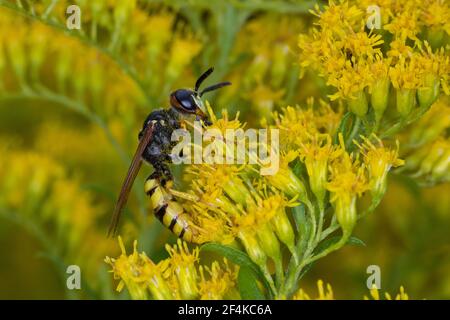 Bienenwolf, Blütenbesuch an Kanadische Goldrute, Philanthus triangulum, Philanthus apivorus, mannaro europeo, lupo di api, filanthus che mangia le api, le phil Foto Stock