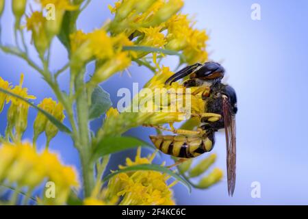 Bienenwolf, Blütenbesuch an Kanadische Goldrute, Philanthus triangulum, Philanthus apivorus, mannaro europeo, lupo di api, filanthus che mangia le api, le phil Foto Stock