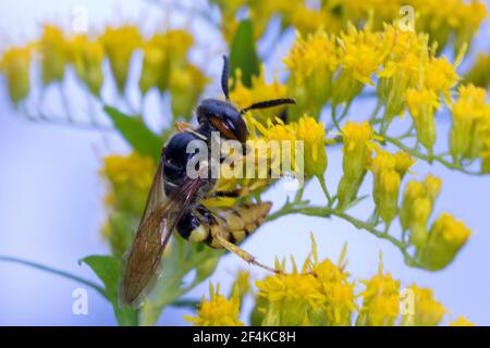 Bienenwolf, Blütenbesuch an Kanadische Goldrute, Philanthus triangulum, Philanthus apivorus, mannaro europeo, lupo di api, filanthus che mangia le api, le phil Foto Stock