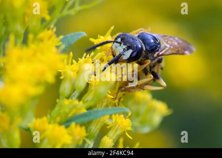 Bienenwolf, Blütenbesuch an Kanadische Goldrute, Philanthus triangulum, Philanthus apivorus, mannaro europeo, lupo di api, filanthus che mangia le api, le phil Foto Stock