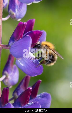 Ackerhummel, Acker-Hummel, Hummel, Weibchen, Blütenbesuch an Lupin, Pollenhöschen, Bombus pascuorum, Bombus agrorum, Megabombus pascuorum floralis, c. Foto Stock