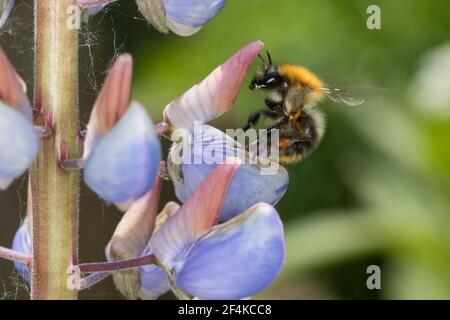 Ackerhummel, Acker-Hummel, Hummel, Weibchen, Blütenbesuch an Lupin, Pollenhöschen, Bombus pascuorum, Bombus agrorum, Megabombus pascuorum floralis, c. Foto Stock