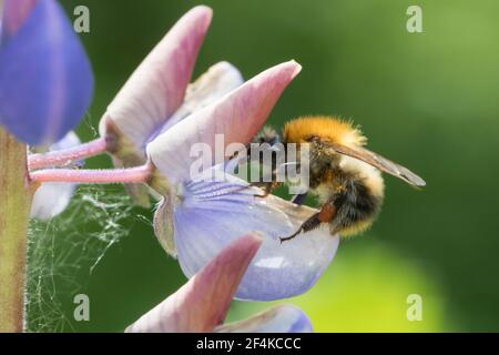 Ackerhummel, Acker-Hummel, Hummel, Weibchen, Blütenbesuch an Lupin, Pollenhöschen, Bombus pascuorum, Bombus agrorum, Megabombus pascuorum floralis, c. Foto Stock