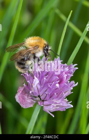 Ackerhummel, Acker-Hummel, Hummel, Weibchen, Blütenbesuch, Pollenhöschen, Bombus pascuorum, Bombus agrorum, Megabombus pascuorum floralis, carta comune Foto Stock