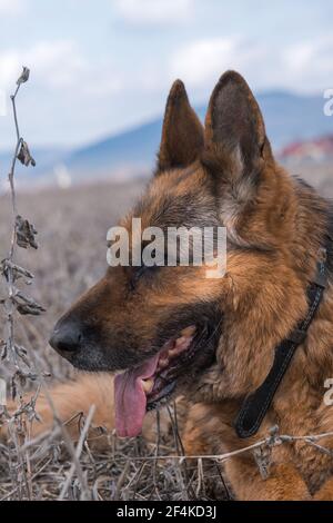 Foto di un cane Shepard tedesco di 10 anni. Foto Stock