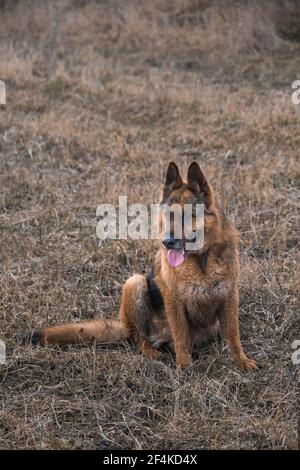 Foto di un cane Shepard tedesco di 10 anni. Foto Stock