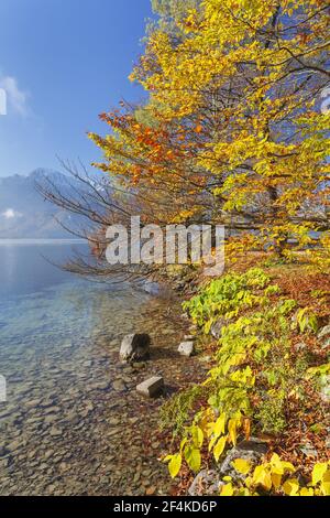 Geografia / viaggio, Germania, Baviera, Kochel al lago, autunno al lago Kochel (Kochelsee), dietro di lei, diritti aggiuntivi-clearance-Info-non-disponibile Foto Stock