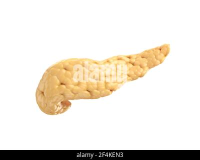 Illustrazione anatomicamente accurata del pancreas umano isolato su bianco. rendering 3d Foto Stock