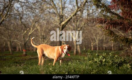 Un cane che cammina all'aperto alla luce del giorno Foto Stock