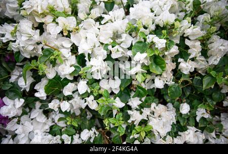 Primo piano di un cespuglio variegato con foglie bianche. Piante esotiche dell'Egitto. Foto Stock