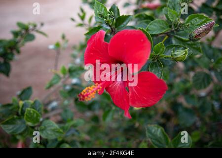 Un fiore rosso con un centro sporgente. Piante esotiche dell'Egitto. Foto Stock