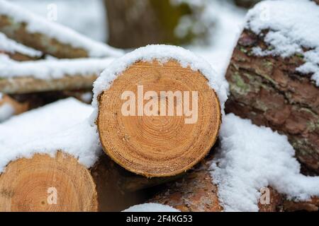 Pila composta da blocchi, pezzi o tronchi di legno in inverno o in primavera ricoperti di neve. Accatastamento legno per asciugare e immagazzinare, primo piano Foto Stock
