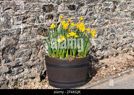 NARCISI IN PRIMAVERA CHE CRESCONO IN UNA VECCHIA VASCA DI LEGNO FATTO DA UN BARILE DI WHISKY Foto Stock