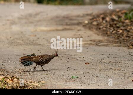 Kalij fagiano o Lophura leucomelanos femmina a piedi attraversando la foresta pista a dhikala zona di jim corbett parco nazionale o. tiger reserve uttarakhand Foto Stock