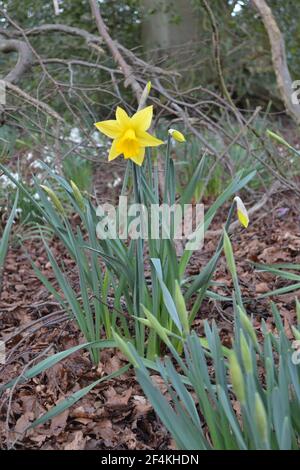 Singolo aperto Daffodil tra gli altri Daffodils - fiore giallo con Centro a forma di trombetta Corona - Famiglia Amaryllis - Selvaggio crescente Woodland - Regno Unito Foto Stock