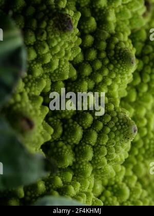 Romanesco cavoli broccoli (o cavolo romano) Foto Stock