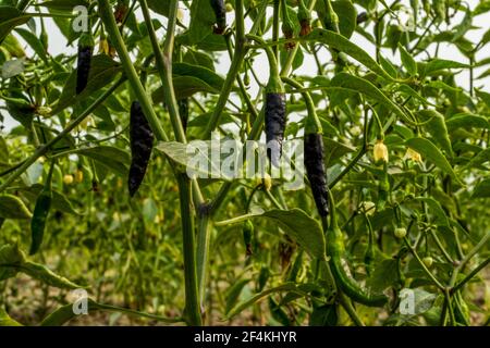 I peperoncini neri o Capsicum annuum sono i frutti delle piante di pepe di Capsicum, verdure calde di sapore Foto Stock