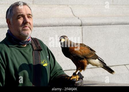 Londra, Inghilterra, Regno Unito. Trafalgar Square. Il falco di Harris (Parabuteo unicinctus - femmina) si allenò a cacciare i piccioni dalla piazza, con il suo Harris ha Foto Stock