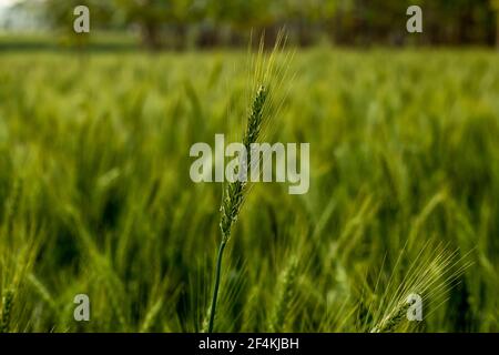 L'einkorn è la forma più primitiva di grano sulla terra e il grano è un'erba ampiamente coltivata per il suo seme, un grano di cereale che è un fiocco mondiale f Foto Stock