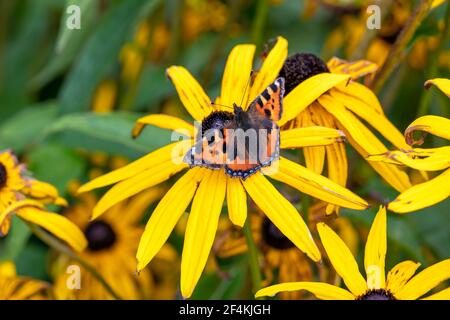 Piccola farfalla di tartaruga (Aglais urticae) con ali distese poggianti su una pianta di fiori di rudbeckia Black Eyed Susan, foto stock Foto Stock