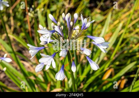 Agapanthus africanus 'Twister' una pianta di fioritura estiva con fiore bianco blu primavera comunemente noto come giglio africano, foto stock Foto Stock