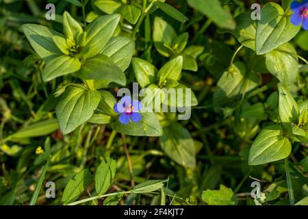 Soapworts o Saponaria è un genere di piante da fiore in La famiglia Caryophyllaceae Foto Stock