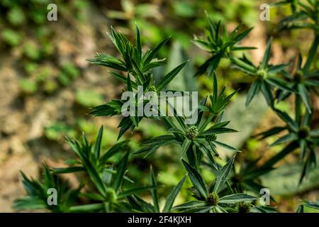 Il Culantro è una pianta di erbe selvatiche associata con il nome botanico Eryngium foetidum Foto Stock