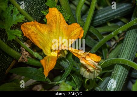 La zucca o fiore di Cucurbita è un genere di viti erbacee nella famiglia del gourd e una miscela vegetale nel messa a terra Foto Stock