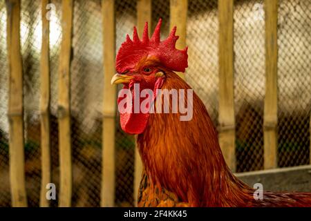 Il ritratto di una foto di un grande colore dorato rooster in una grande azienda di animali Foto Stock