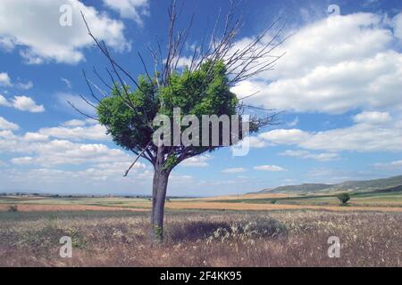 SPAGNA - Páramos de Burgos (distretto) - Castille e Leon - BURGOS. paisaje mesetario con arbol cerca de Castrojeriz (Camino de Santiago) Foto Stock