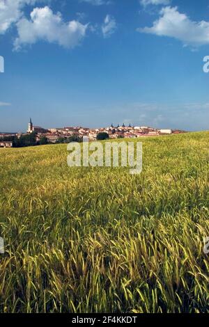 SPAGNA - Páramos de Burgos (distretto) - Castille e Leon - BURGOS. Lerma; campos de cerales Foto Stock