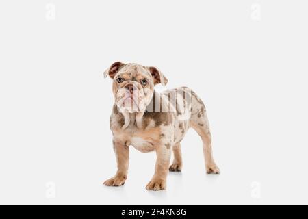 Merle Bulldog francese che gioca su sfondo bianco studio Foto Stock