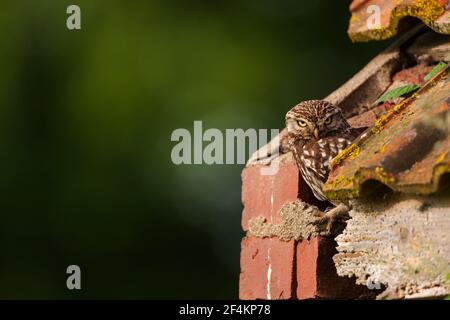Un po 'di Owl al suo sito roost. Foto Stock