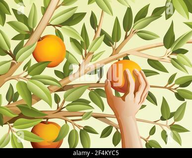 Colori pastello. Una mano raccoglie la frutta. Illustrazione vettoriale Illustrazione Vettoriale