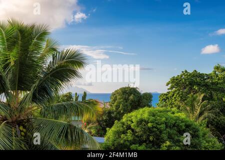 Foresta pluviale nella giungla dell'isola tropicale delle Seychelles. Foto Stock