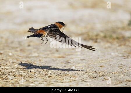 American Cliff Swallow - Ganging Mud for nestsPetrochelidon pirrhonota Rockport Texas, USA BI023323 Foto Stock