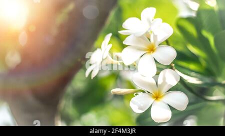 Fuoco morbido fiori tropicali frangipani (Plumeria) . Bella Plumeria rubra fiore bianco in estate luce del sole Foto Stock
