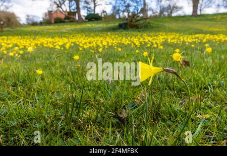 Vista delle narcisi di petticoat in fiore nel tardo inverno fino alle prime sorgenti sul prato alpino al RHS Garden, Wisley, Surrey, Inghilterra sud-orientale Foto Stock