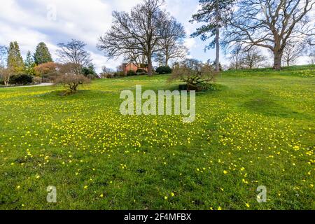 Vista delle narcisi di petticoat in fiore nel tardo inverno fino alle prime sorgenti sul prato alpino al RHS Garden, Wisley, Surrey, Inghilterra sud-orientale Foto Stock