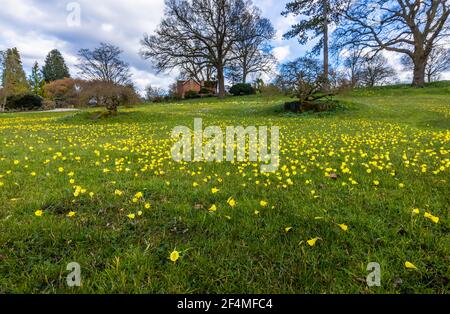 Vista delle narcisi di petticoat in fiore nel tardo inverno fino alle prime sorgenti sul prato alpino al RHS Garden, Wisley, Surrey, Inghilterra sud-orientale Foto Stock