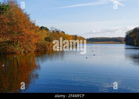 Tardo pomeriggio in un giorno d'autunno frizzante accanto al fermo acqua di un lago alberato Foto Stock