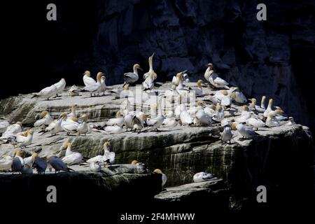 Gannet - gruppo sul camino acceso a colonySula fagana Noss Riserva Naturale Shetland, Regno Unito BI023604 Foto Stock