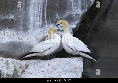 Gannet - Pair on Cliff Nest siteSula fagana Noss Nature Reserve Shetland, UK BI023613 Foto Stock