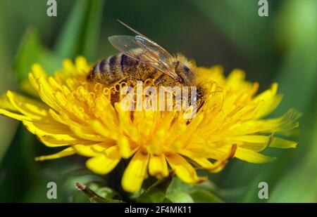 Particolare di ape o di ape in latino Apis mellifera, europeo o occidentale ape di miele seduta su fiore giallo di dente di leone comune Foto Stock